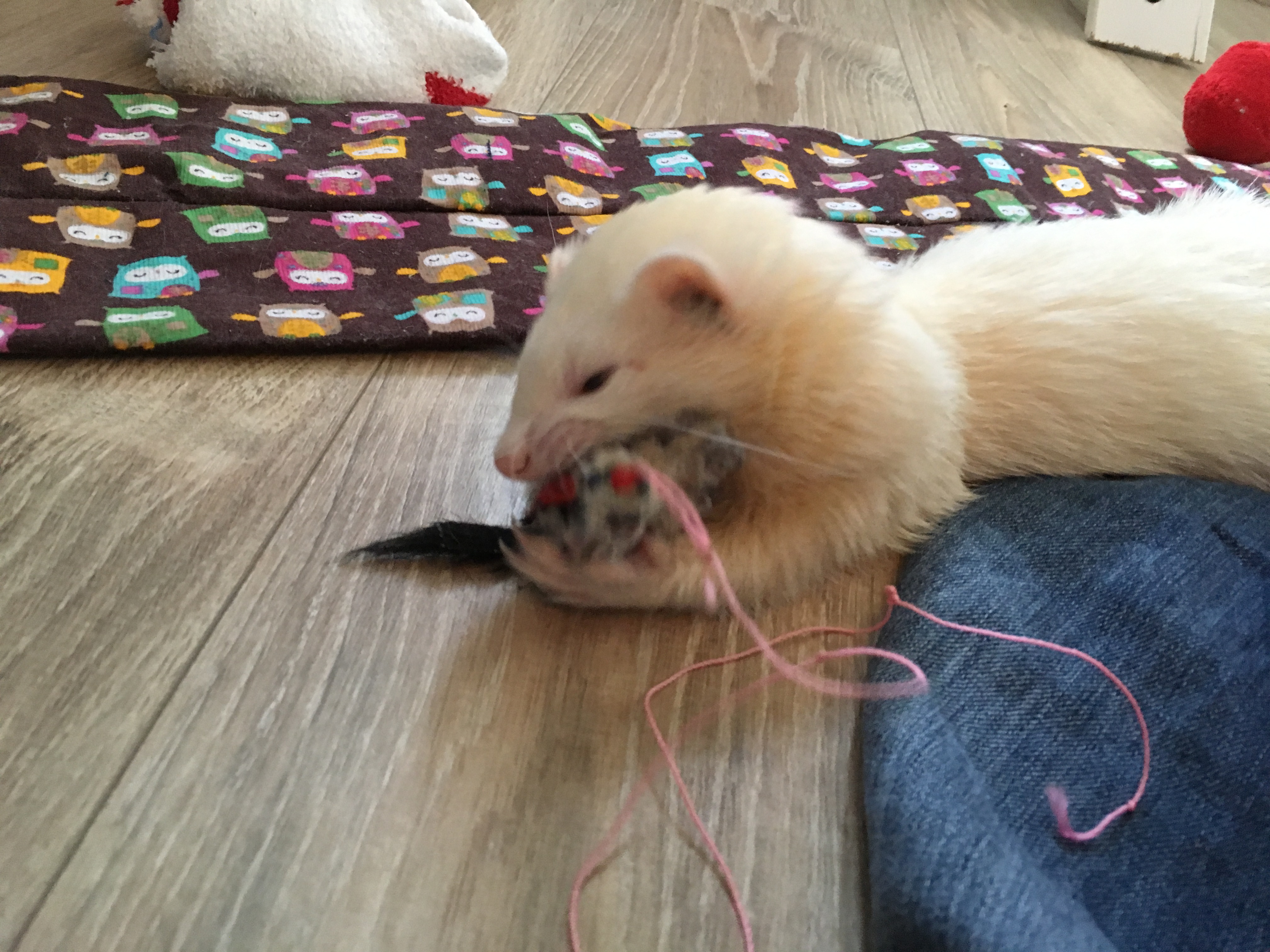 Knut met speeltje