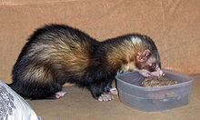 220px-Fret - Mustela putorius furo.jpg