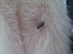Hotspot fret.jpg