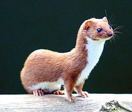 266px-Mustela nivalis -British Wildlife Centre-4.jpg