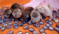 Miniatuurafbeelding voor de versie van 6 mrt 2013 om 15:08