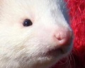 1-vlinderneus Angora.JPG
