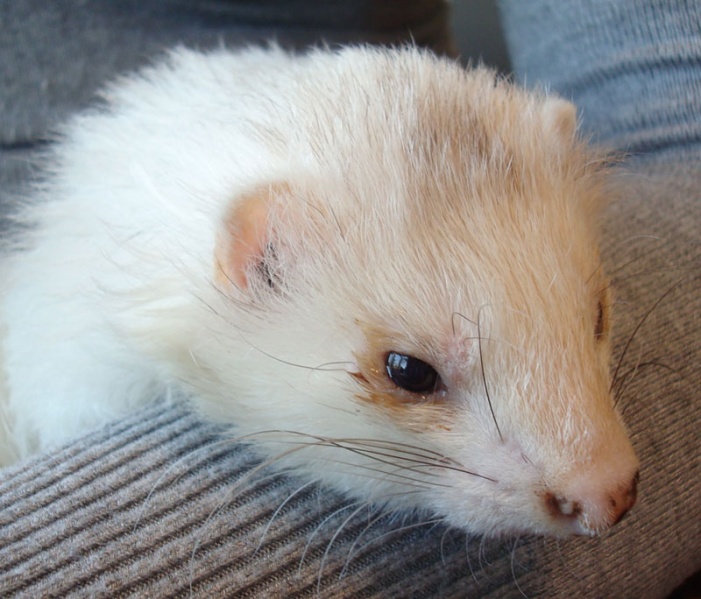 Bestand:Fret met griep.jpg