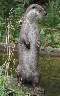 266px-Lutra lutra standing 1.jpg