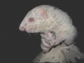 Miniatuurafbeelding voor de versie van 25 feb 2013 om 03:57