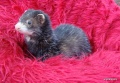 Miniatuurafbeelding voor de versie van 6 mrt 2013 om 18:00