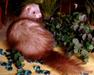 Zara (cinnamon).JPG